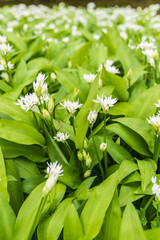 Obraz premium Beautiful flower bed with wild garlic (Allium ursinumin) in full bloom during spring in castle garden of Verhildersum in The Netherlands
