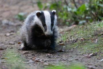Badger sniffing for food at dusk in woodland, County Durham, England, UK