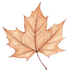 Fototapeta premium Detailed Tan Maple Leaf Illustration on White