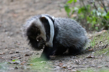 Badger feeding at dusk in woodland, County Durham, England, UK