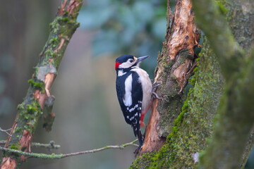 Great spotted woodpecker removing bark from a tree. County Durham, England, UK.