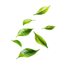 Floating Green Leaves Isolated on Transparent Background for Use in Nature-themed Designs