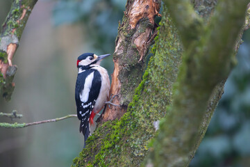 Great spotted woodpecker removing bark from a tree. County Durham, England, UK.