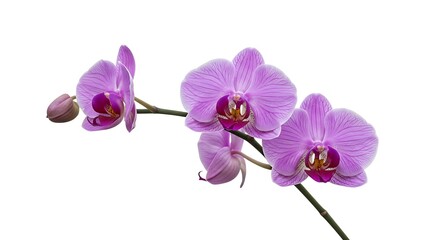 Obraz premium A stunning close-up of vibrant purple orchid flowers, isolated on a clean white backdrop.