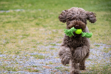 Lagotto