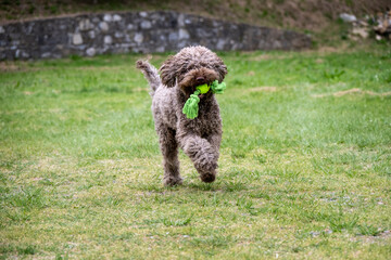 Lagotto