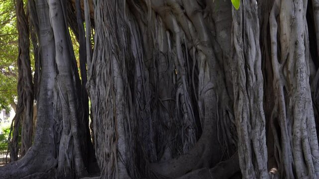 Giant Ficus Tree. A unique tree that is over 150 years old - a giant ficus with massive intertwined trunks and shoots stretching down from high branches.