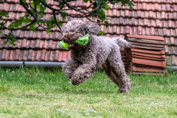 Lagotto