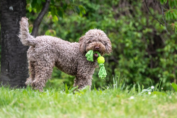 Lagotto