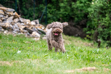 Lagotto