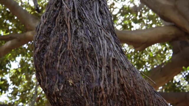 Giant Ficus Tree. A unique tree that is over 150 years old - a giant ficus with massive intertwined trunks and shoots stretching down from high branches. The aerial roots of the ficus reach the ground