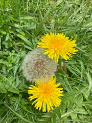flor amarilla diente de león abuelito con fondo verde de hierba campo IMG_1231-as25