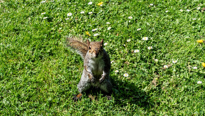 A grey squirrel poses on green grass, surrounded by blooming daisies. It stands upright, showcasing...