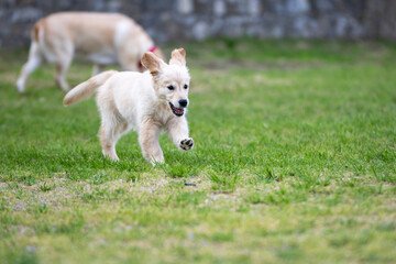 Golden Retriver 3 mesi