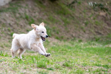 Golden Retriver 3 mesi