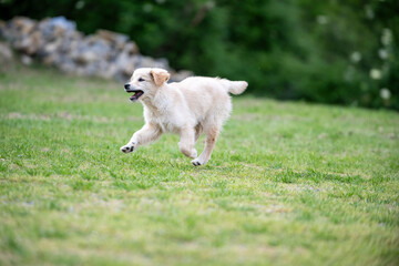 Golden Retriver 3 mesi