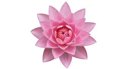 A stunning close-up view of a pink lotus flower with a pristine white background.