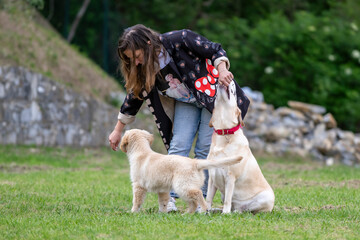 Golden Retriver 3 mesi