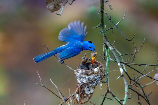 The Father bird is feeding her baby birds in the nest.	