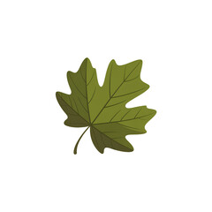 maple leaf isolated on white