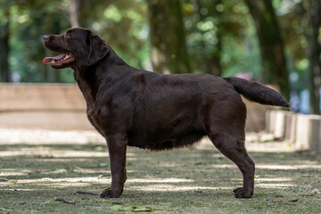 Chocolate Labrador enjoys a sunny day in the park at midday surrounded by trees and nature