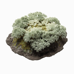 Close-up of Reindeer Lichen (Cladonia rangiferina) on Rock