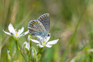 Lycaenidae / Çokgözlü Mavi / Common Blue / Polyommatus icarus