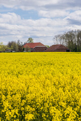 Yellow Rapeseed field in full bloom with farm in the background in Oldambt in Groningen The Netherland