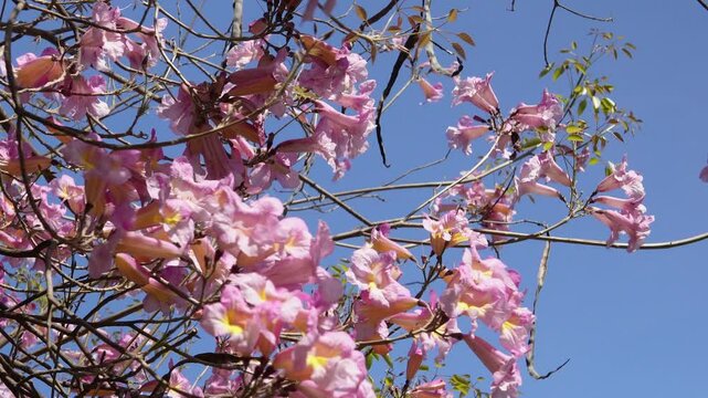 Large and beautiful pink trumpet tree. Handroanthus impetiginosus. Lavender trumpet tree, pink ipe, purple tabebuia, purple trumpet tree, red lapacho.