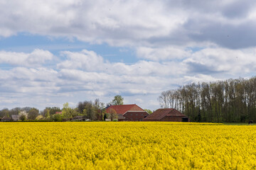 Yellow Rapeseed field in full bloom with farm in the background in Oldambt in Groningen The Netherland