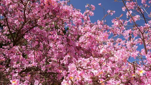 Large and beautiful pink trumpet tree. Handroanthus impetiginosus. Lavender trumpet tree, pink ipe, purple tabebuia, purple trumpet tree, red lapacho.