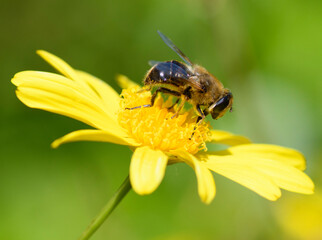 Syrphe du genre Eristalis sur une fleur