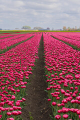 Pink Tulip fields in full bloom in Oldambt in Groningen The Netherland