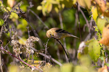The American goldfinch (Spinus tristis) is a small North American bird 