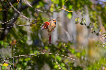 The Northern Cardinal (Cardinalis cardinalis) in flight