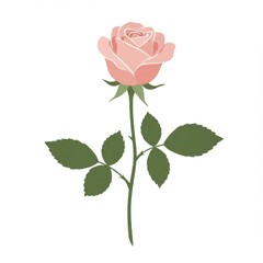 Fototapeta premium Pink Rose Blossom with Green Leaves on White Background