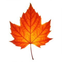 Obraz premium Backlit Orange Maple Leaf on White Background