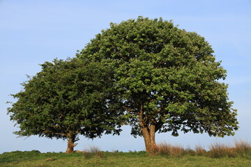 Hawthorn tree and Whitebeam tree with branches intertwined, side-by-side on hilltop in field in rural Ireland in springtime