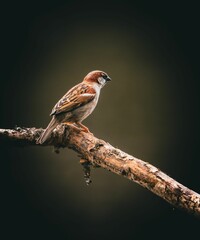 Close-up of a Sparrow Perched on a Branch