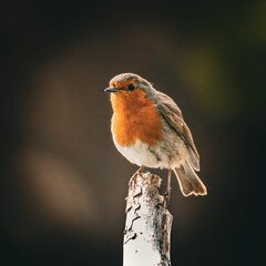 European Robin Perched on Tree Stump