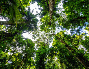Fototapeta premium Lush rainforest canopy in Costa Rica, vibrant green, showcases biodiversity.
