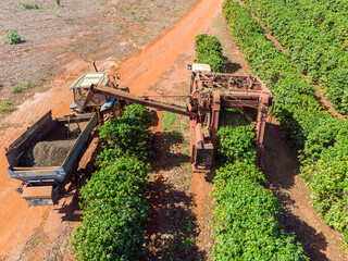 Machine in the field harvesting coffee in the plantation of Brazil