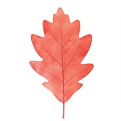 Obraz premium Red Watercolor Leaf on White Background