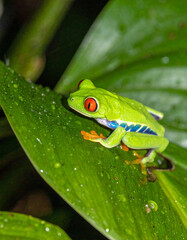 Fototapeta premium A red-eyed tree frog resting on a leaf surrounded by dew drops in a rainforest.