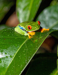 A red-eyed tree frog resting on a leaf surrounded by dew drops in a rainforest.