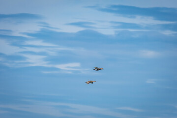 Enten und Gänse am Bodensee