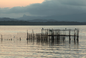 Cananeia channel trap for fishing, wooden logs standing on the water, calm water, early morning light, foggy horizon line