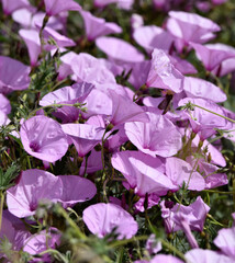 A field of purple morning glory flowers, Convolvulus althaeoides. Closeup shot in bright sunlight. Taken in Andalusia, Spain. 