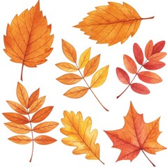 Watercolor Autumn Leaves Collection