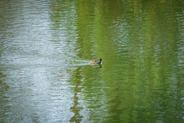 Nahaufnahme von Moorenten in einem Teich